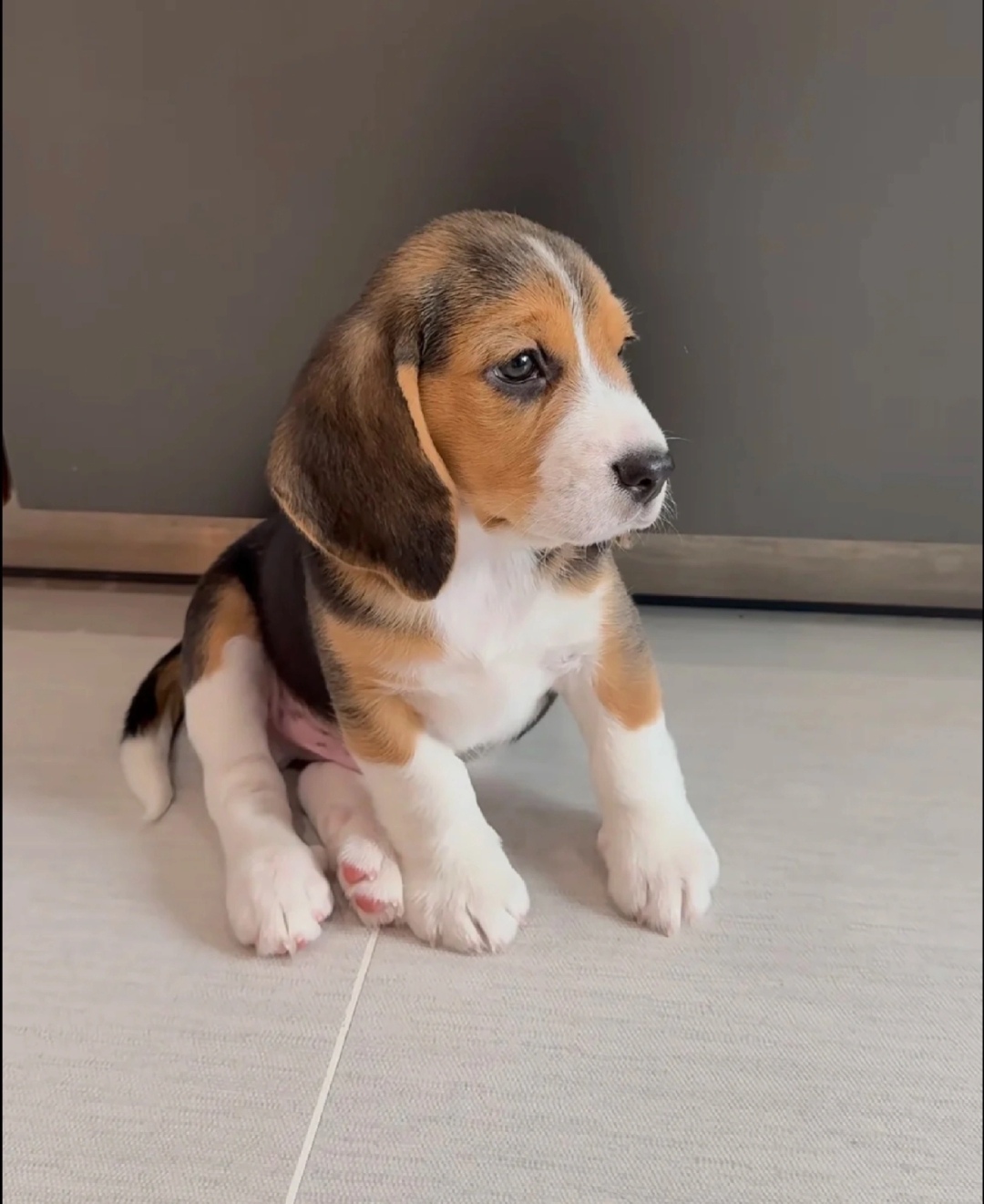 聪明比格幼犬。公，母都有，比格犬天性活泼，喜欢与人互动，对家人充满善意